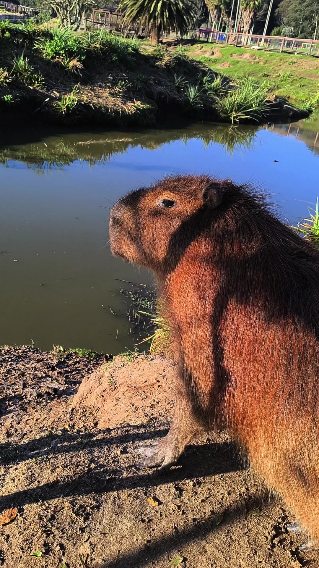 @capybaraninja