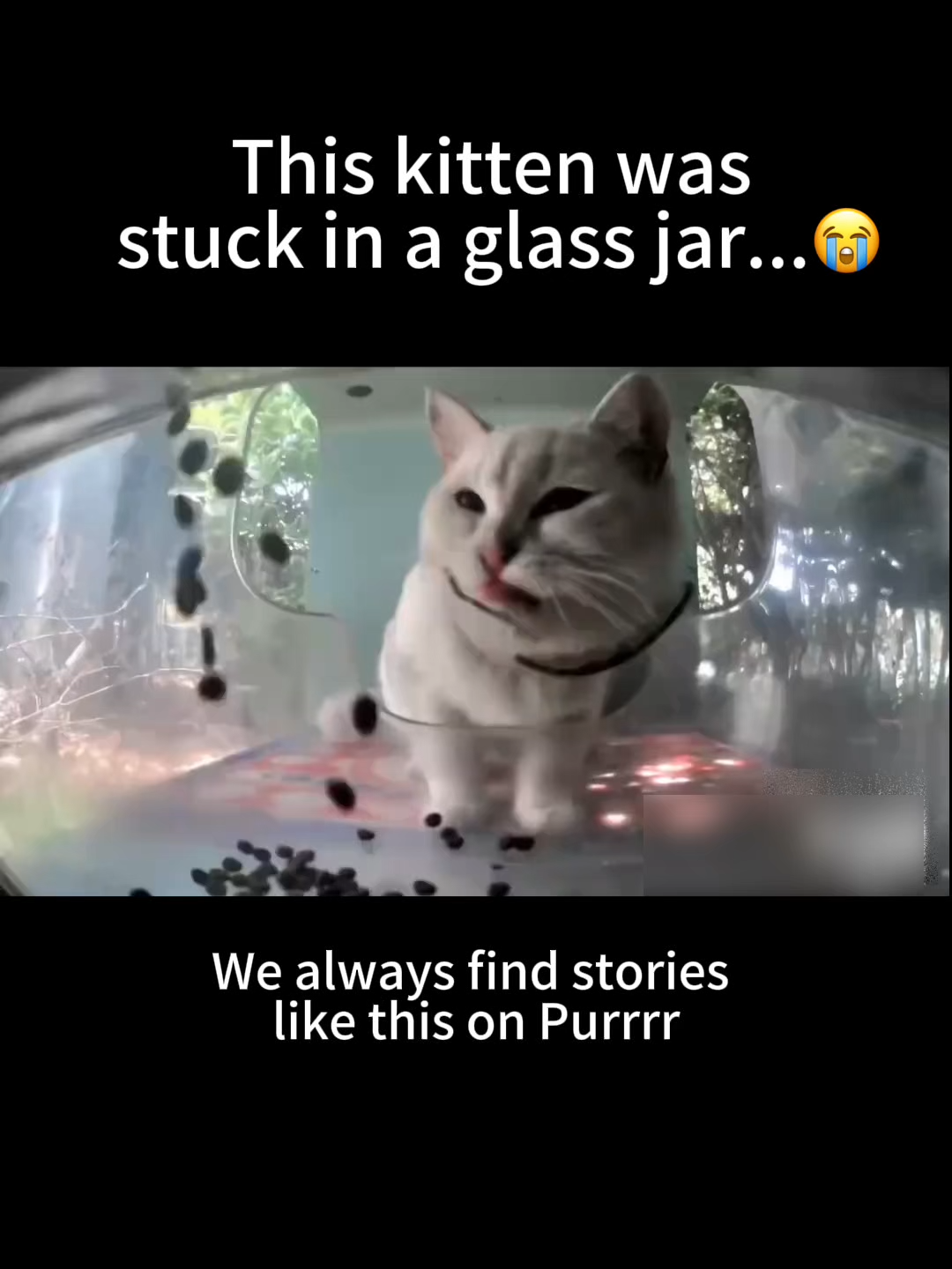 @Purrrr_eliza17