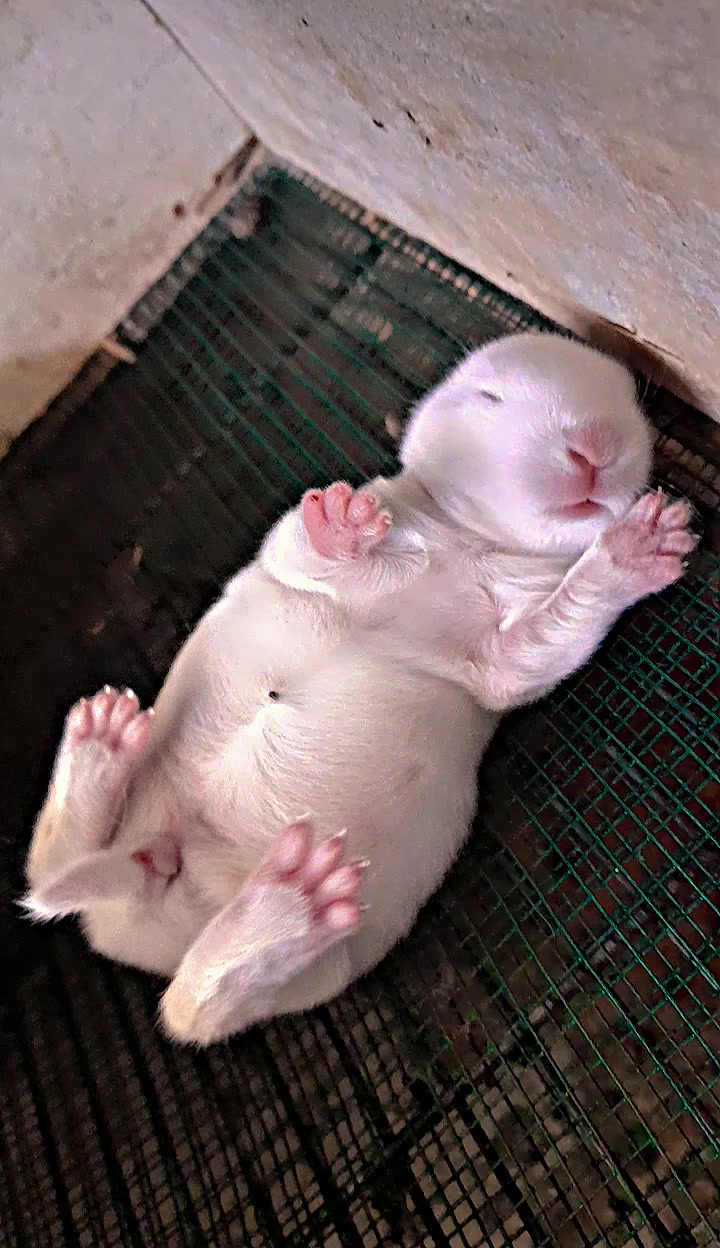@JANSAE RABBITS