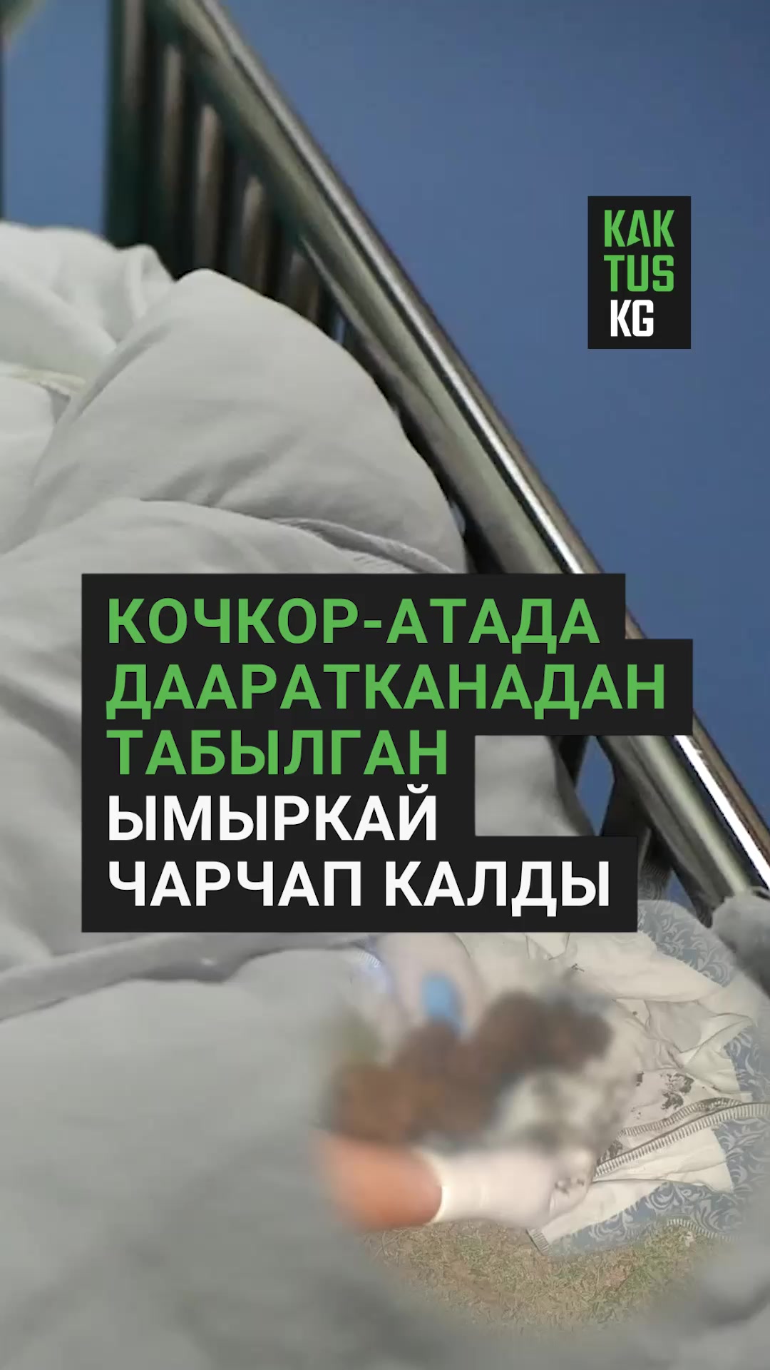 @Kaktus KG