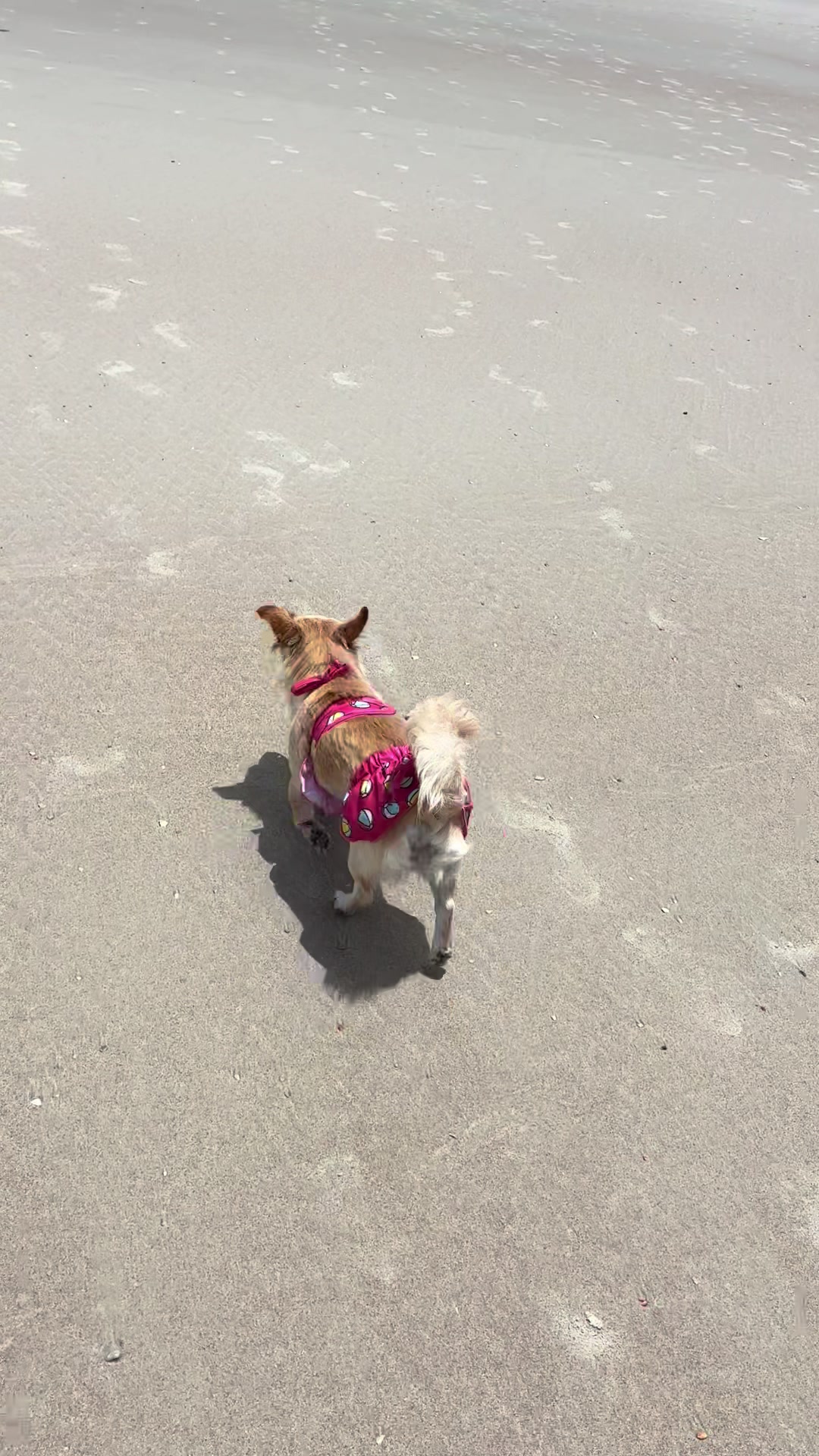 @🐕🐾MayaTheChihuahua🐾🐕