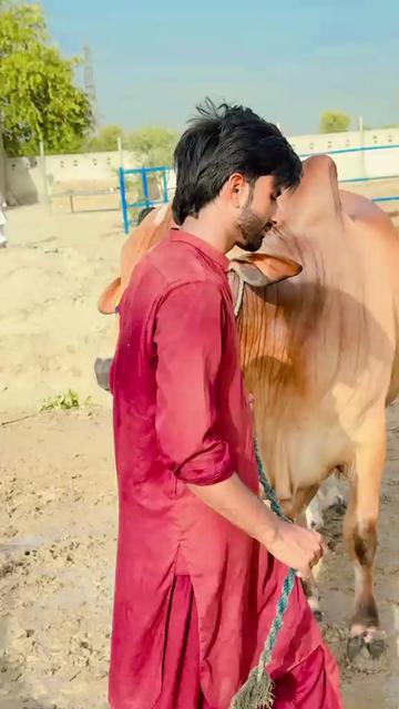 @Malik Dailwar