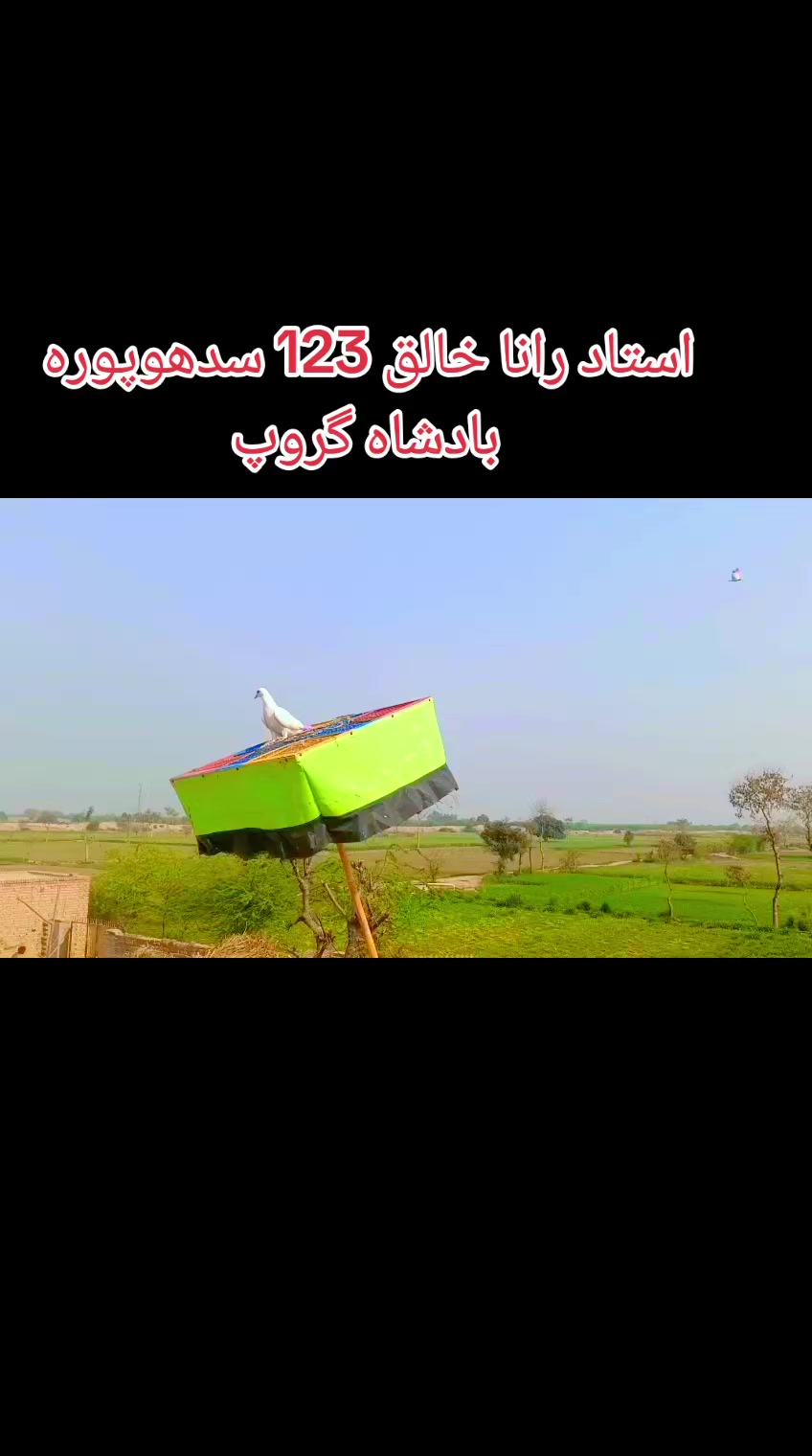 @حاجی شھزاد گھمن 158کھکھاں
