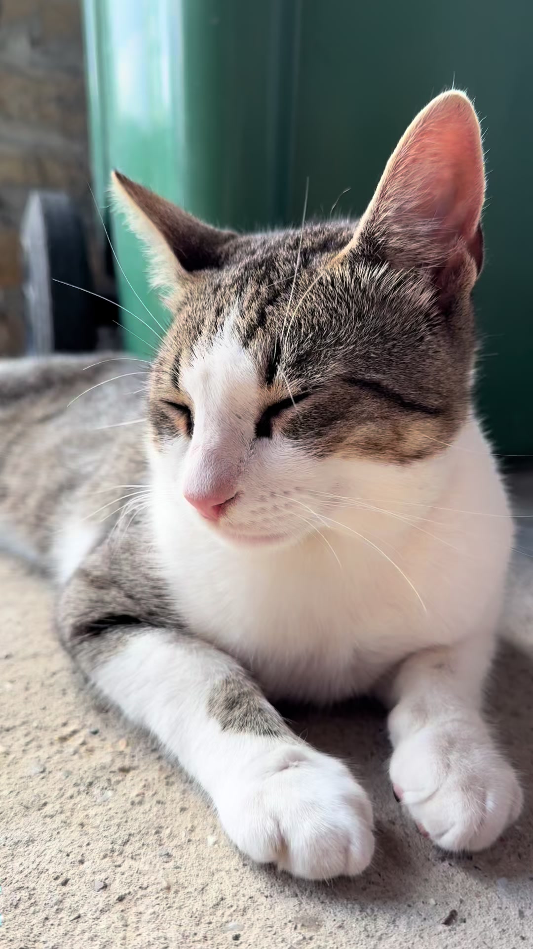 @Sladja🐱