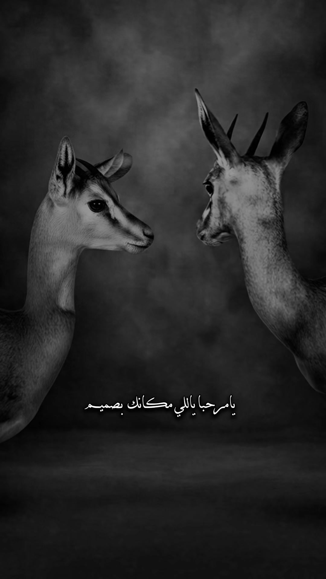@﮼غزال🦌