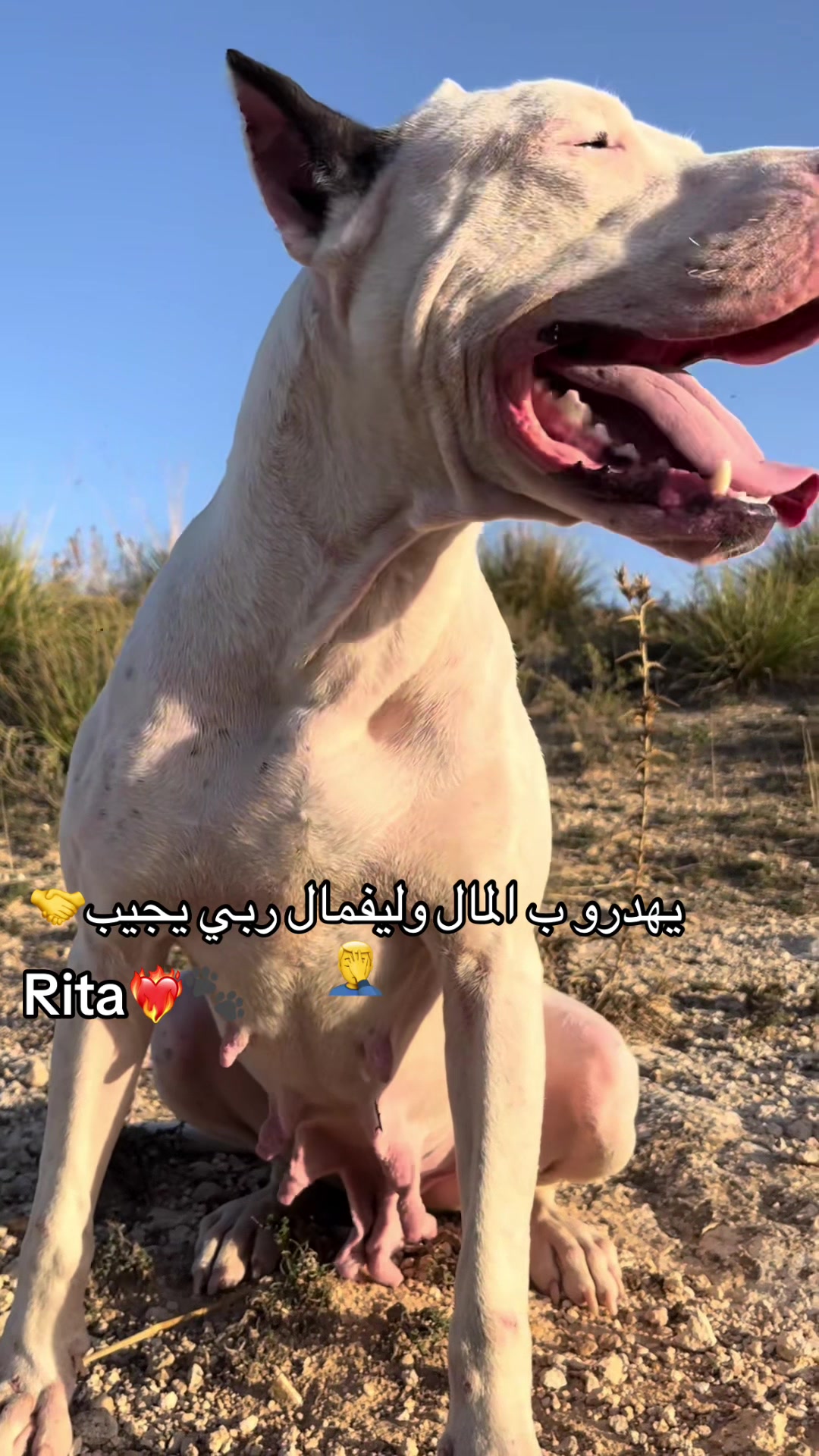 @DOGO ARGENTINO R.A.S🇦🇷🔥