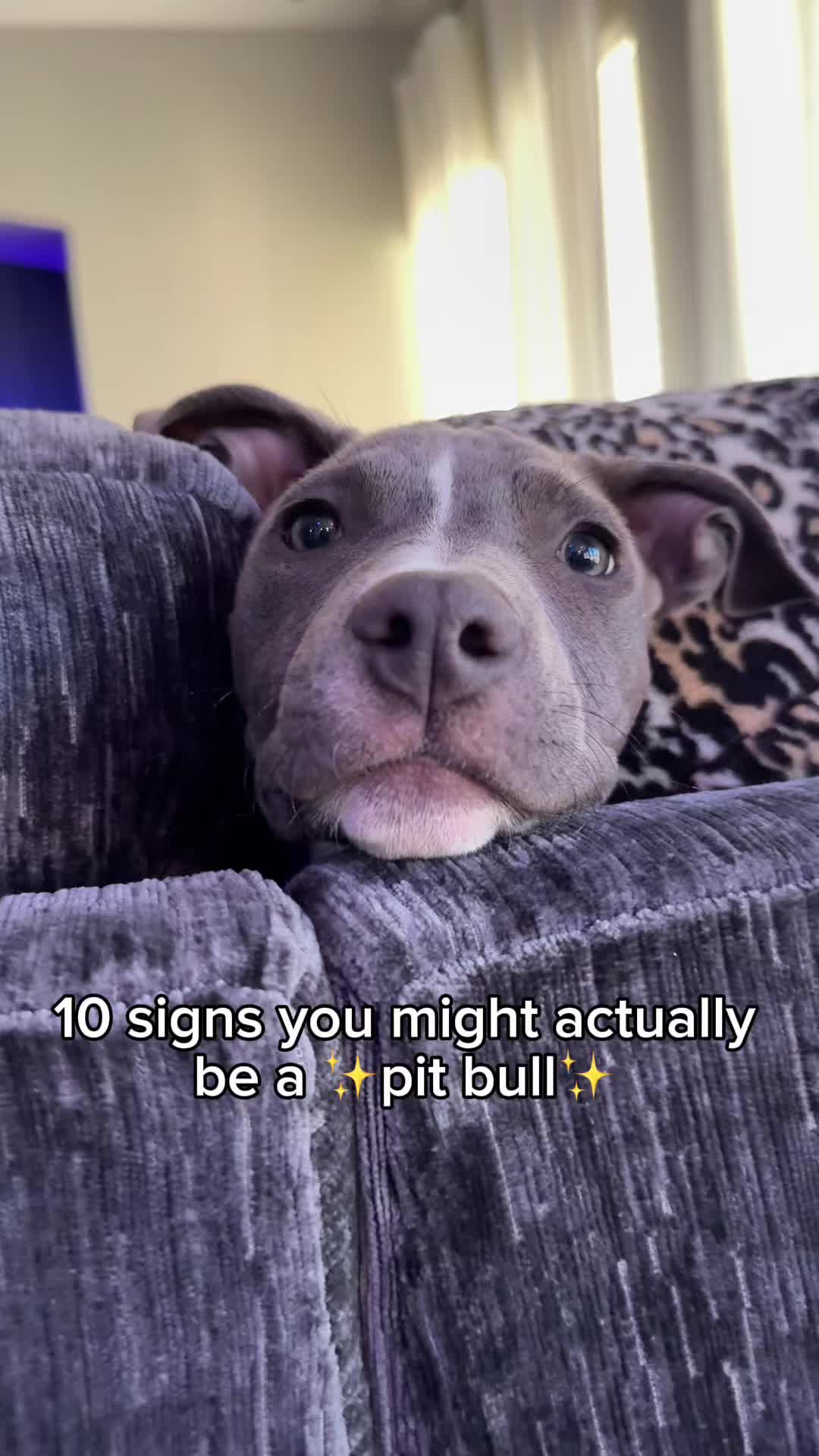 @@knight_thepit