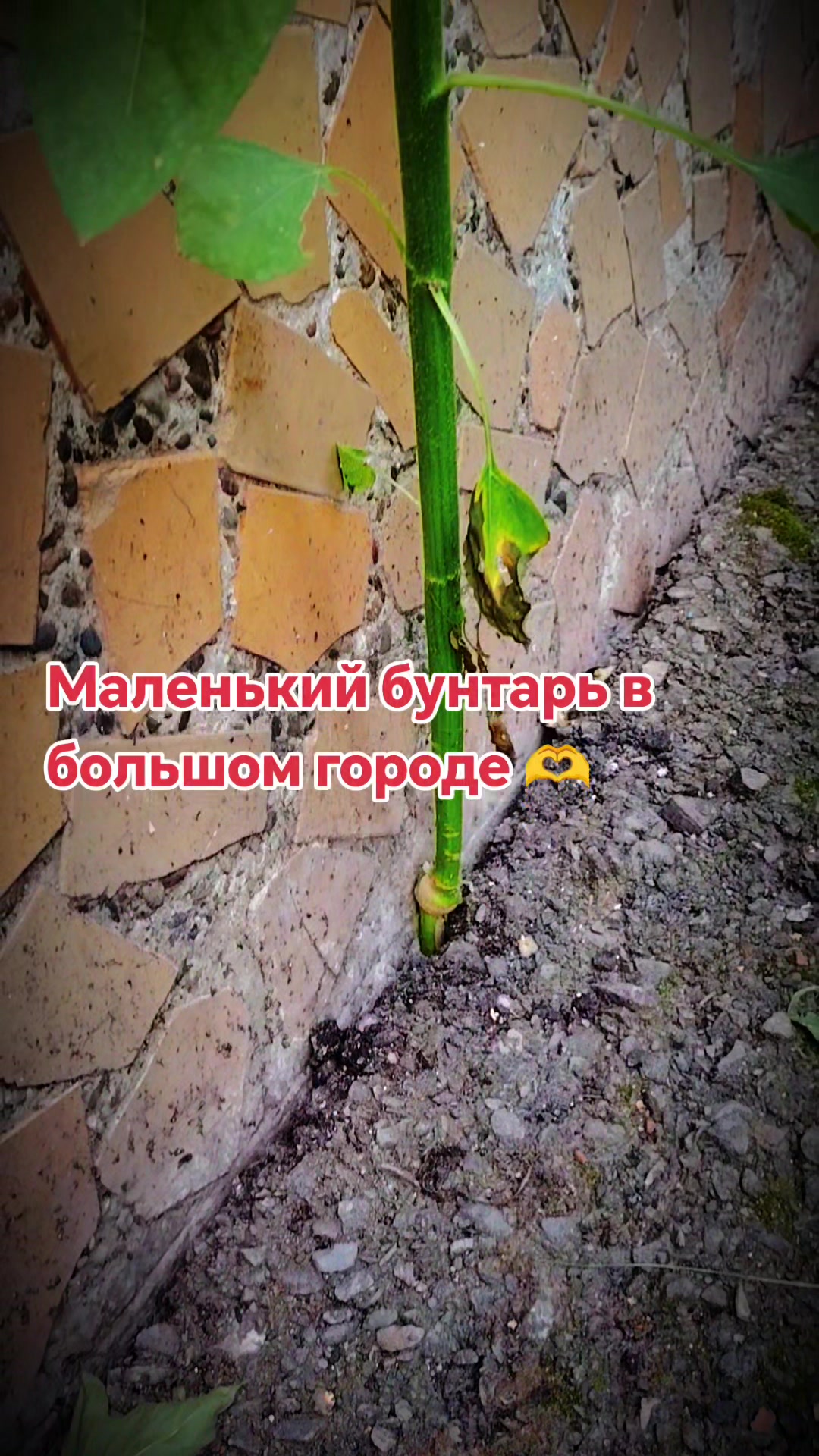 @Yuliya