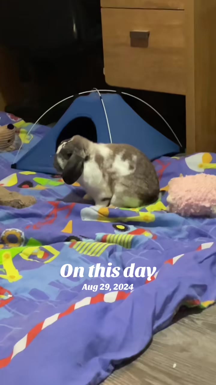 @Mrdivaandgizmoandfriends