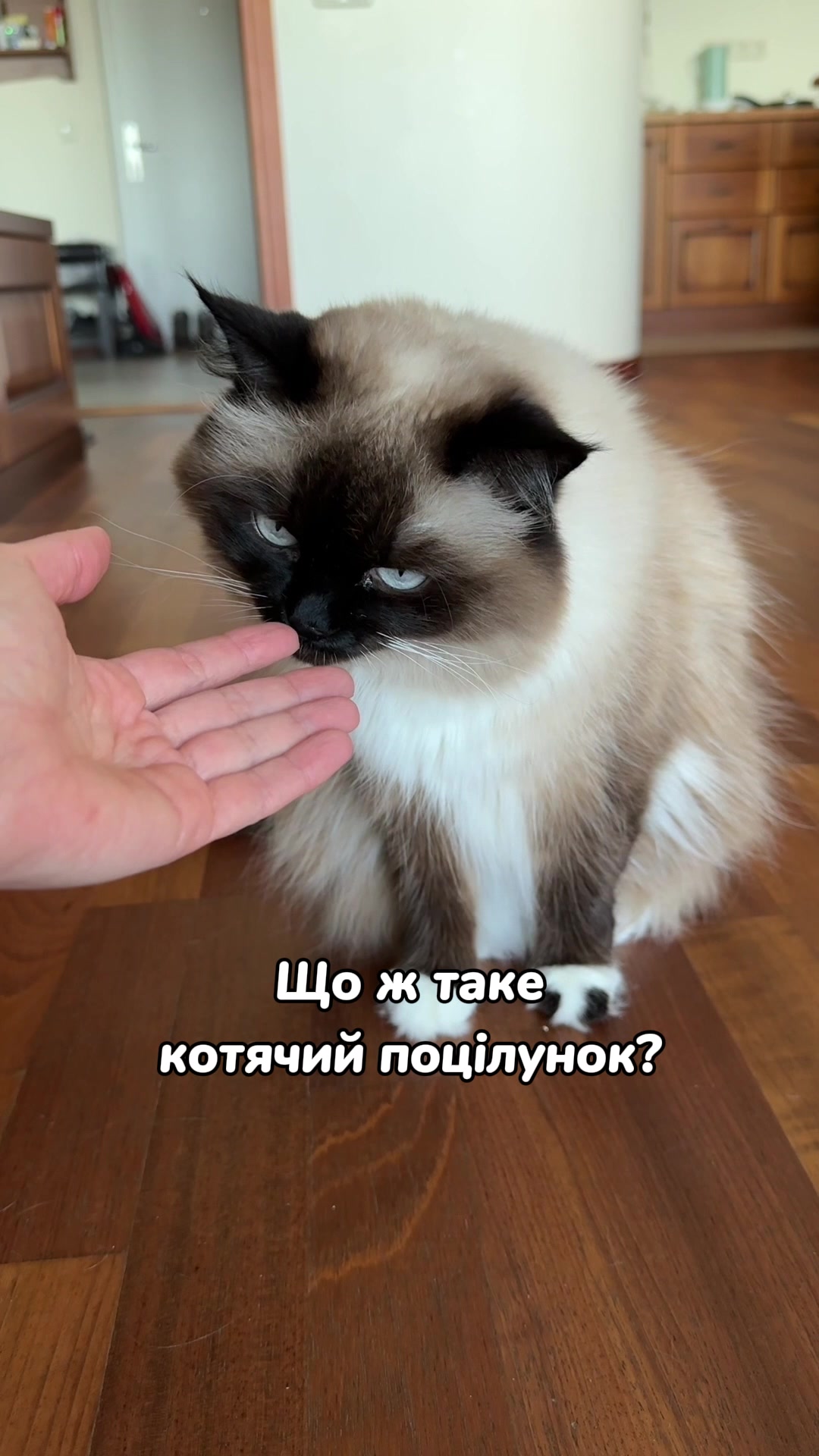 @Місс КІСЯ