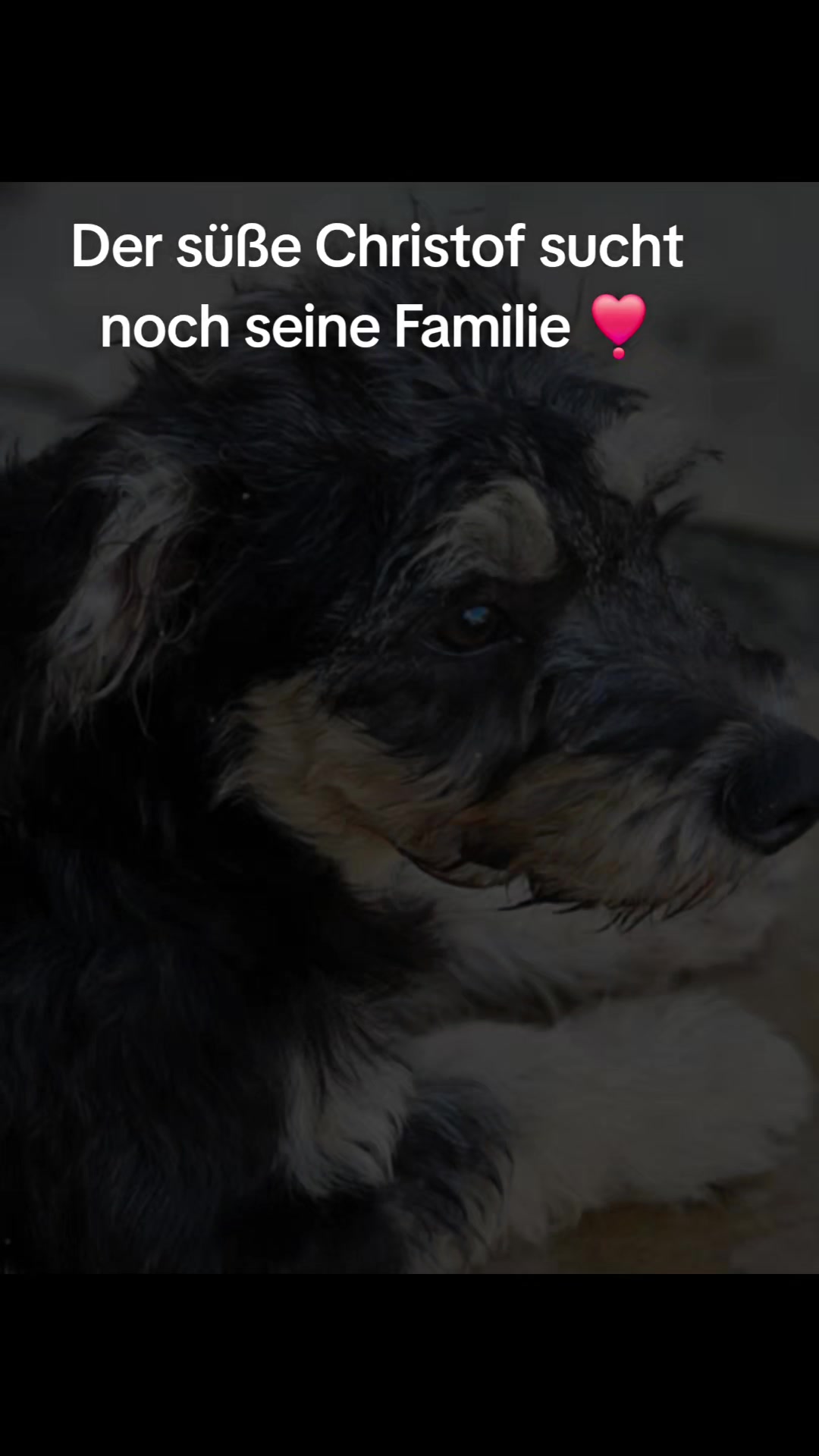 @❣️Chihuahua Benji best Dog❣️