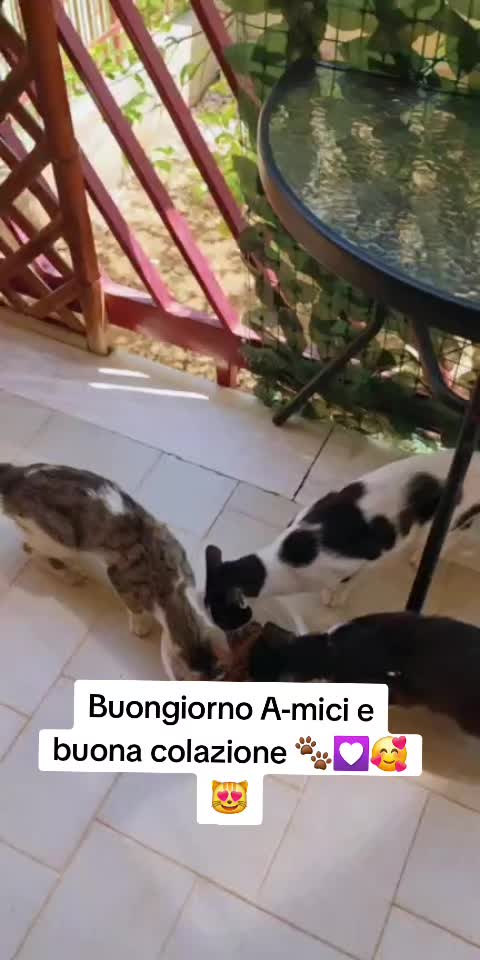 @AmiciMiao