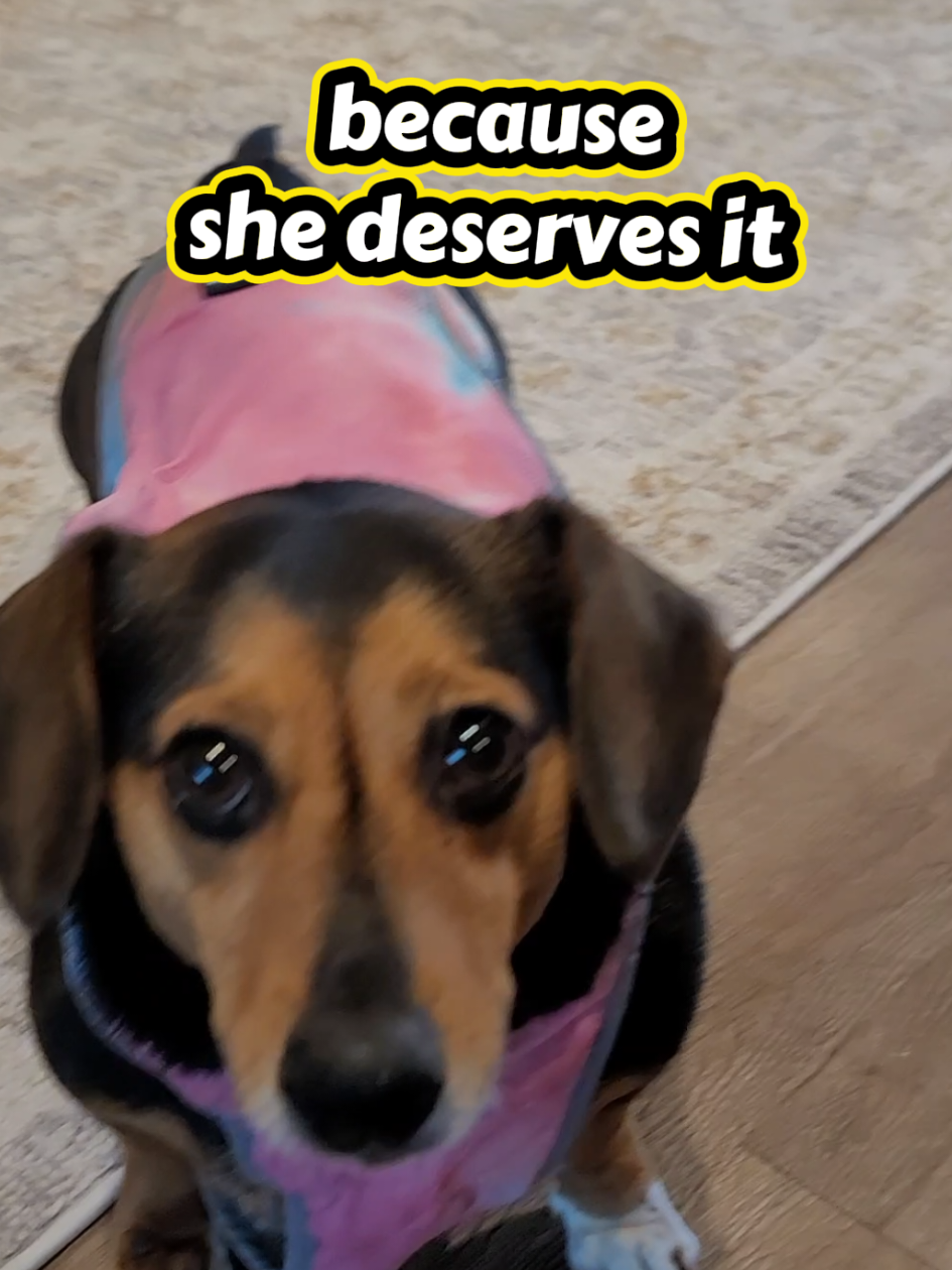@WILD PET PACK