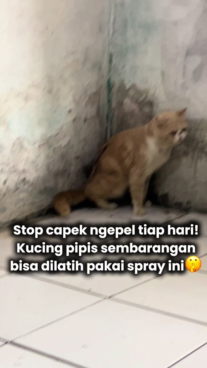 @Nita dan para kucing🐾