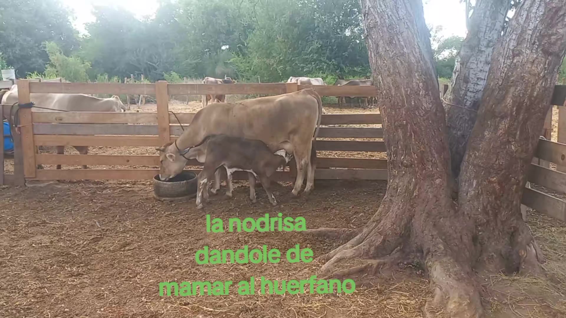 @Ranchero100%