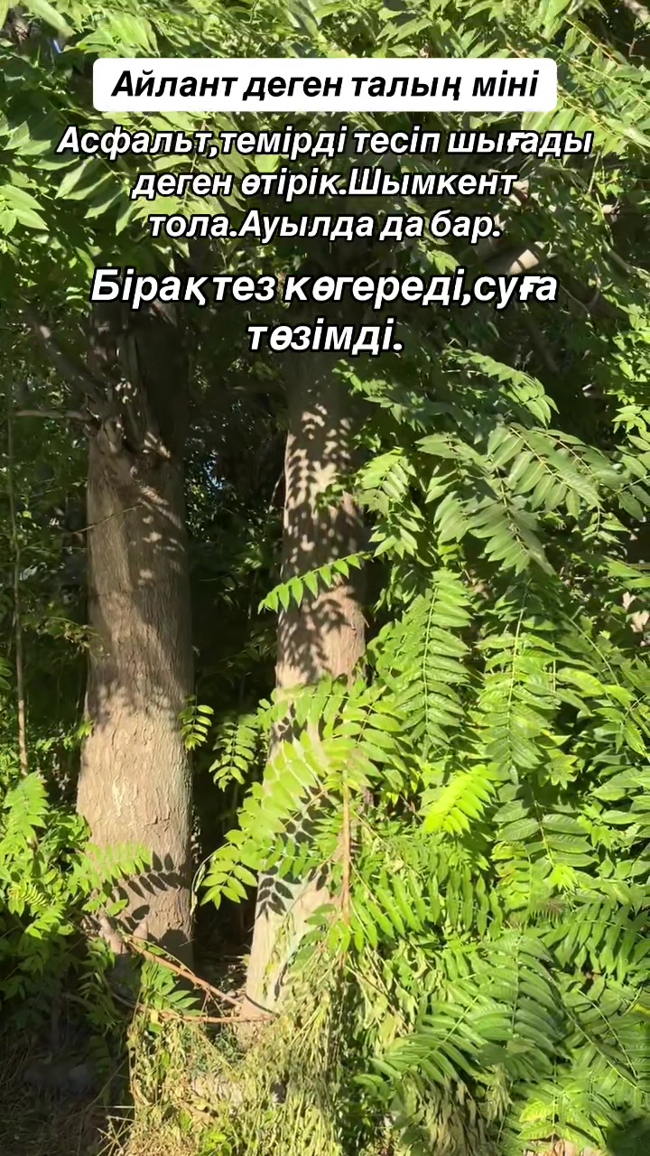 @Р.И.М