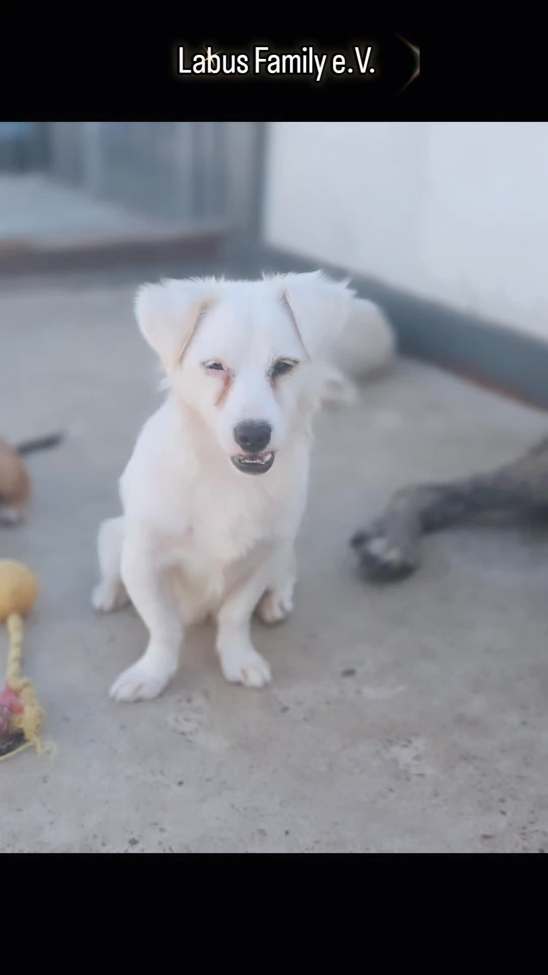 @Labus Family Shelter Animals ?