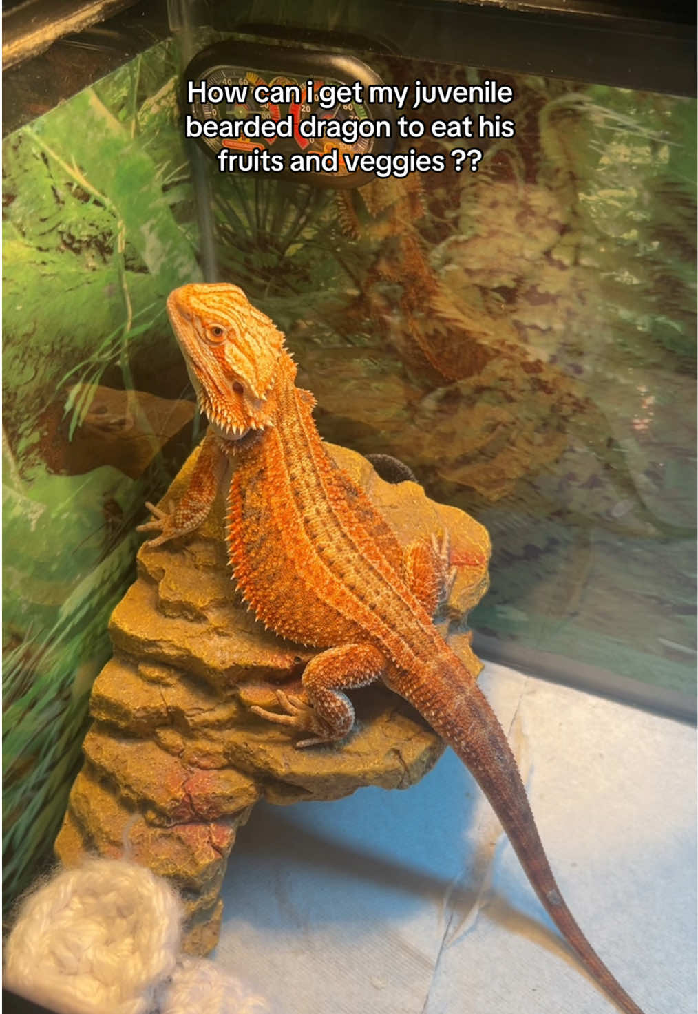 @Mezzy 🦎