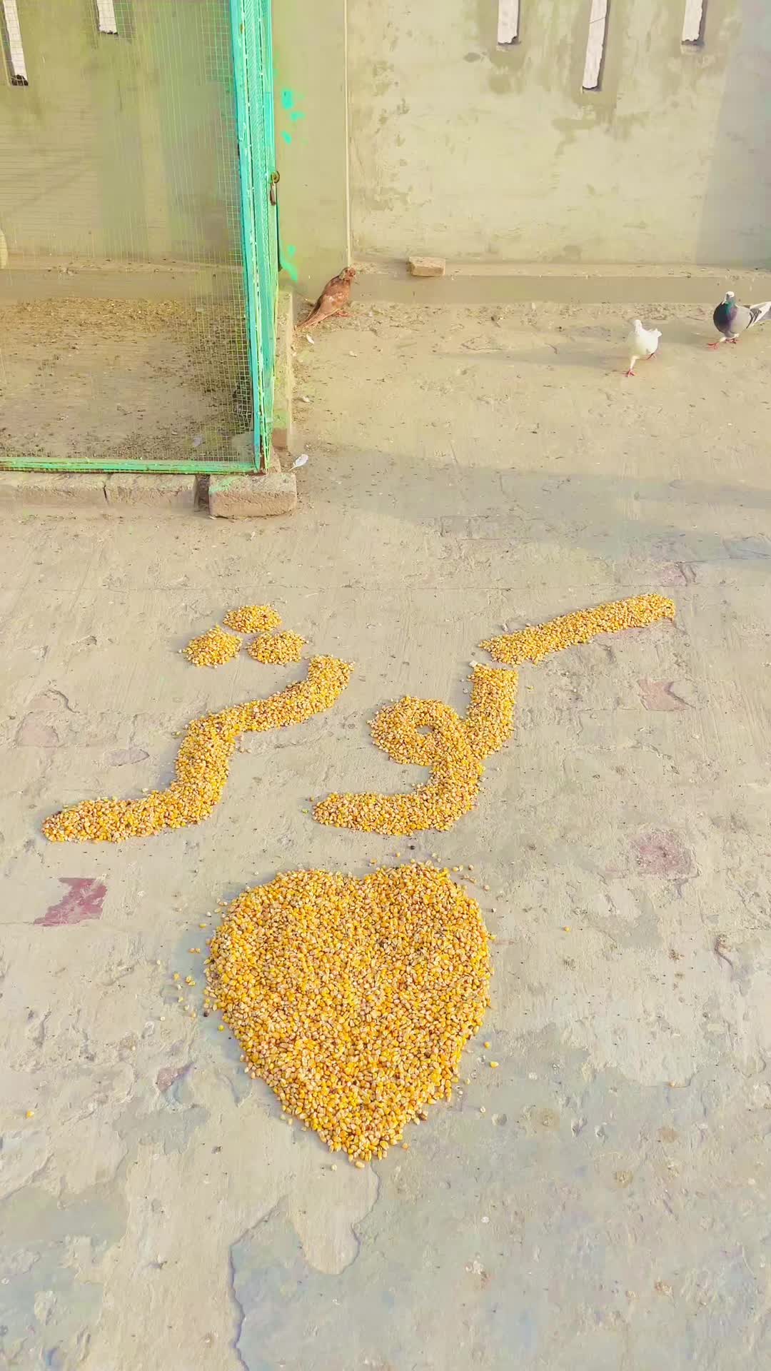 @Shahroz