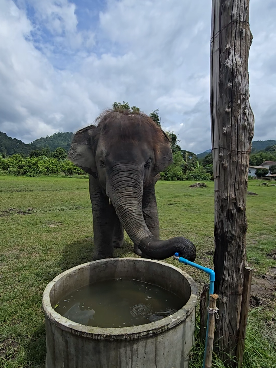 @ควาญแดง พลายภูพิงค์