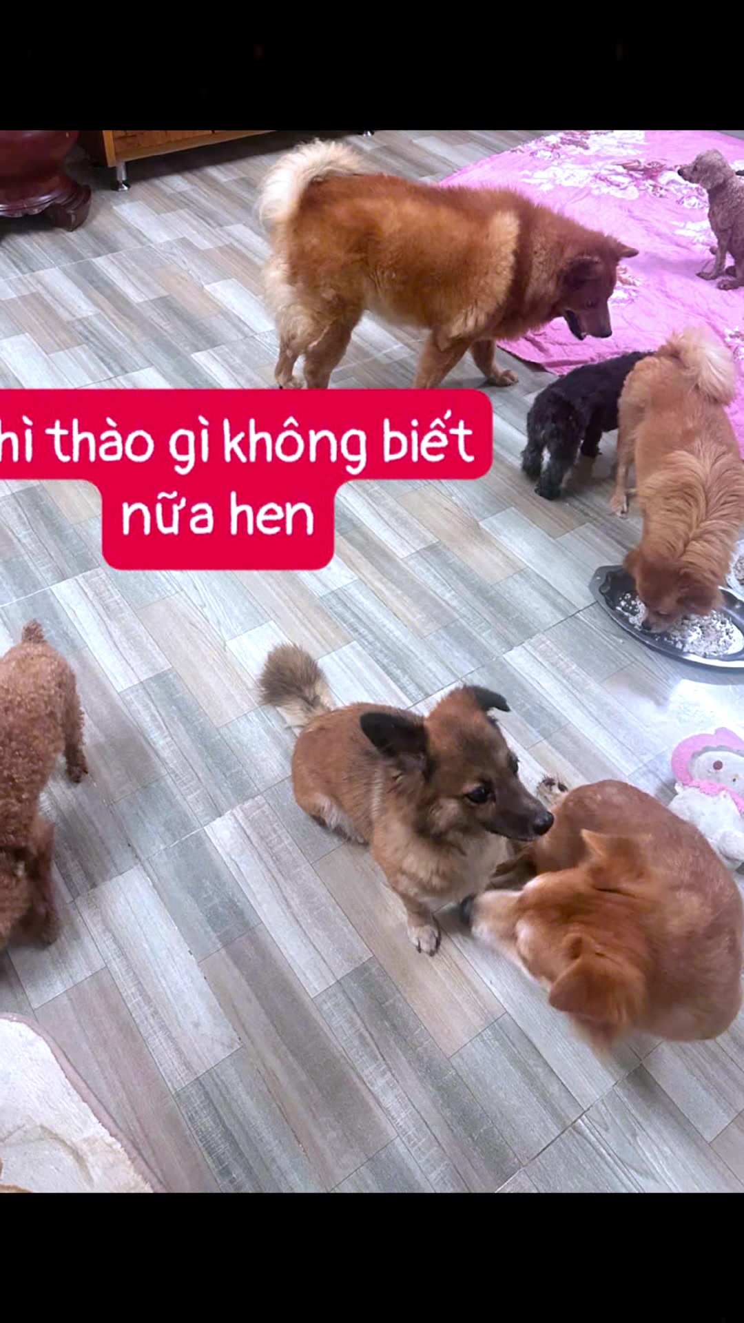 @yeuthuongchomeoba5