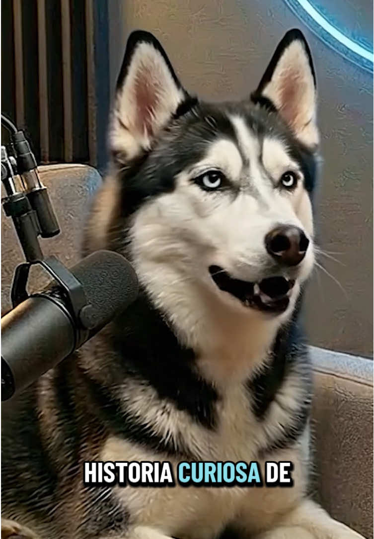 @ᴘᴀᴡ ᴄᴀꜱᴛ 🐾🎙️