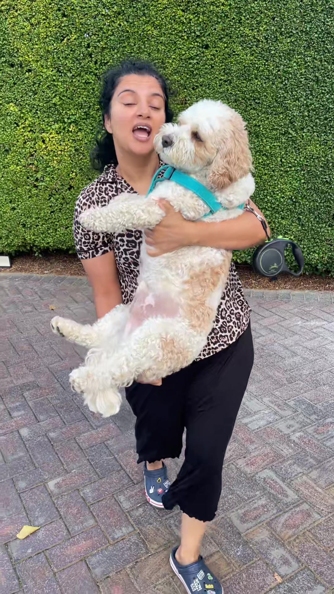 @My Cavachon