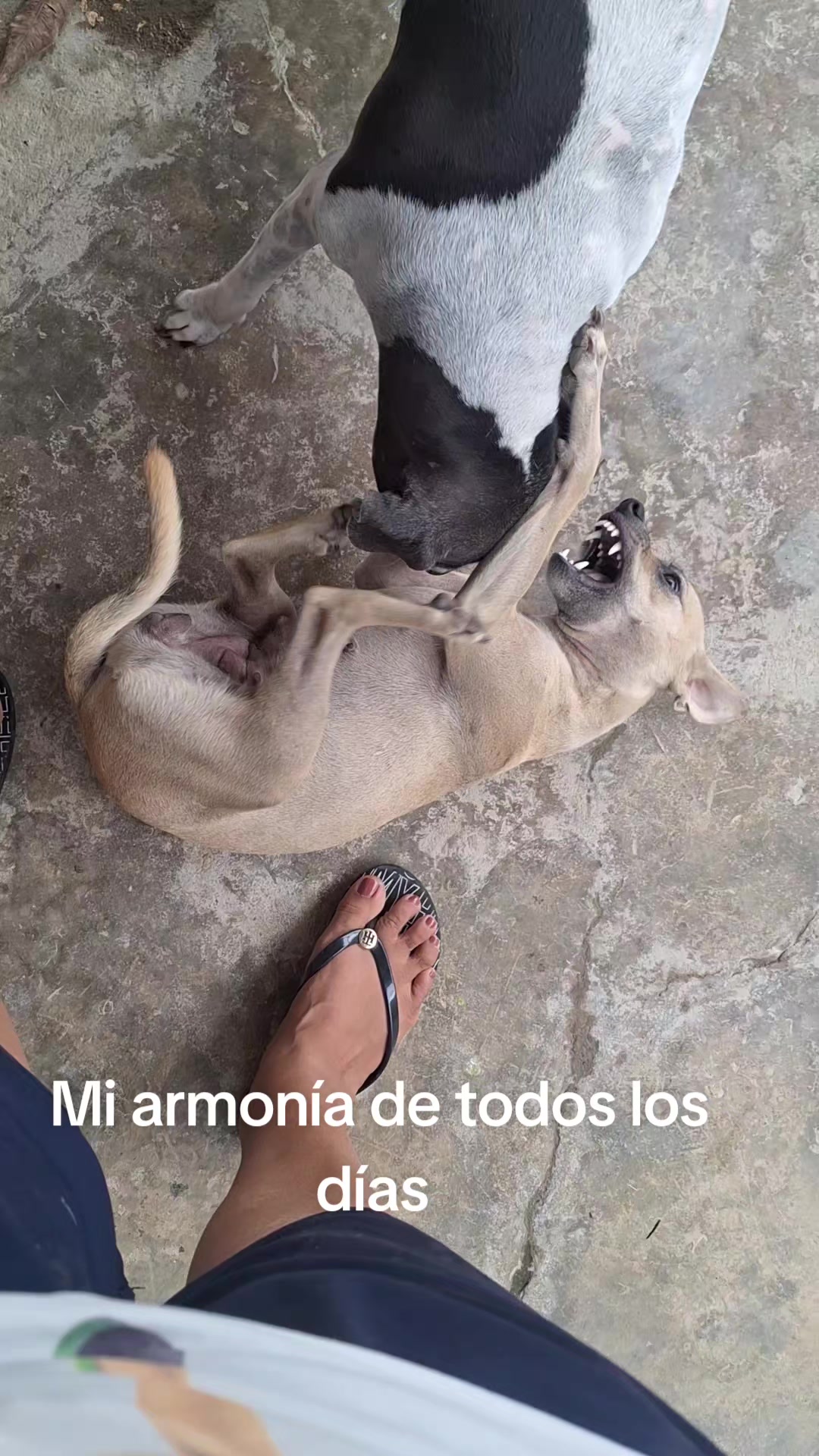 @MANCHAS 0714 OFICIAL