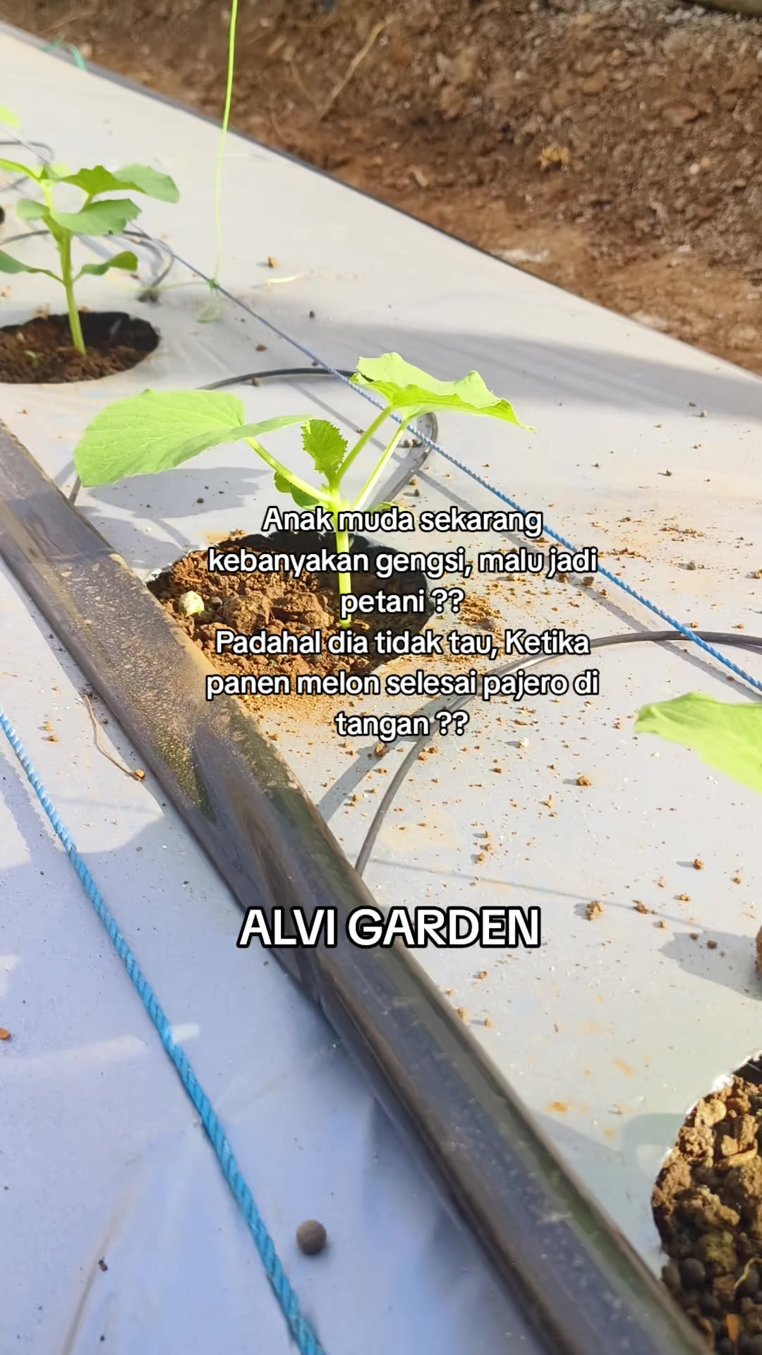 @Alvi Garden