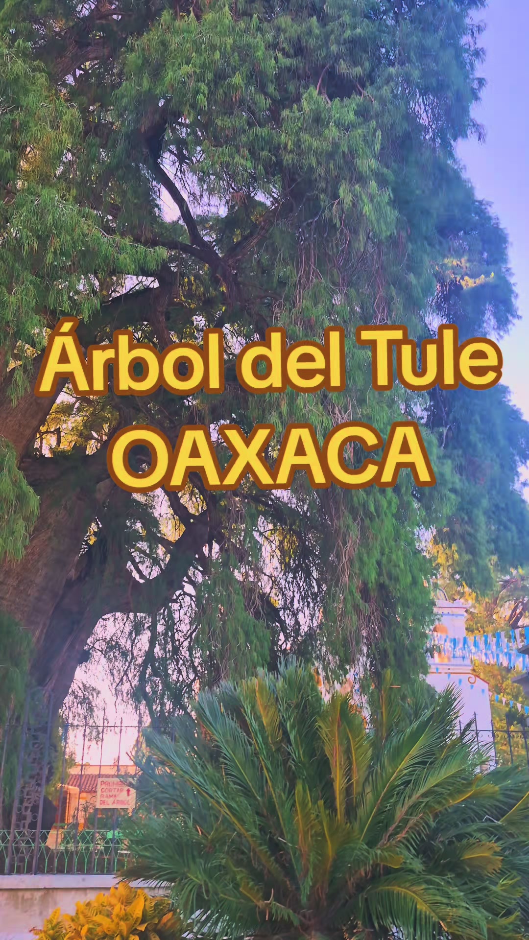 @aureasolotuoax