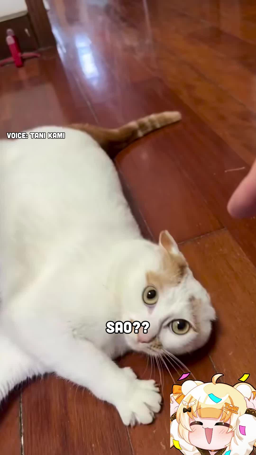 @Tani Kami 🐹