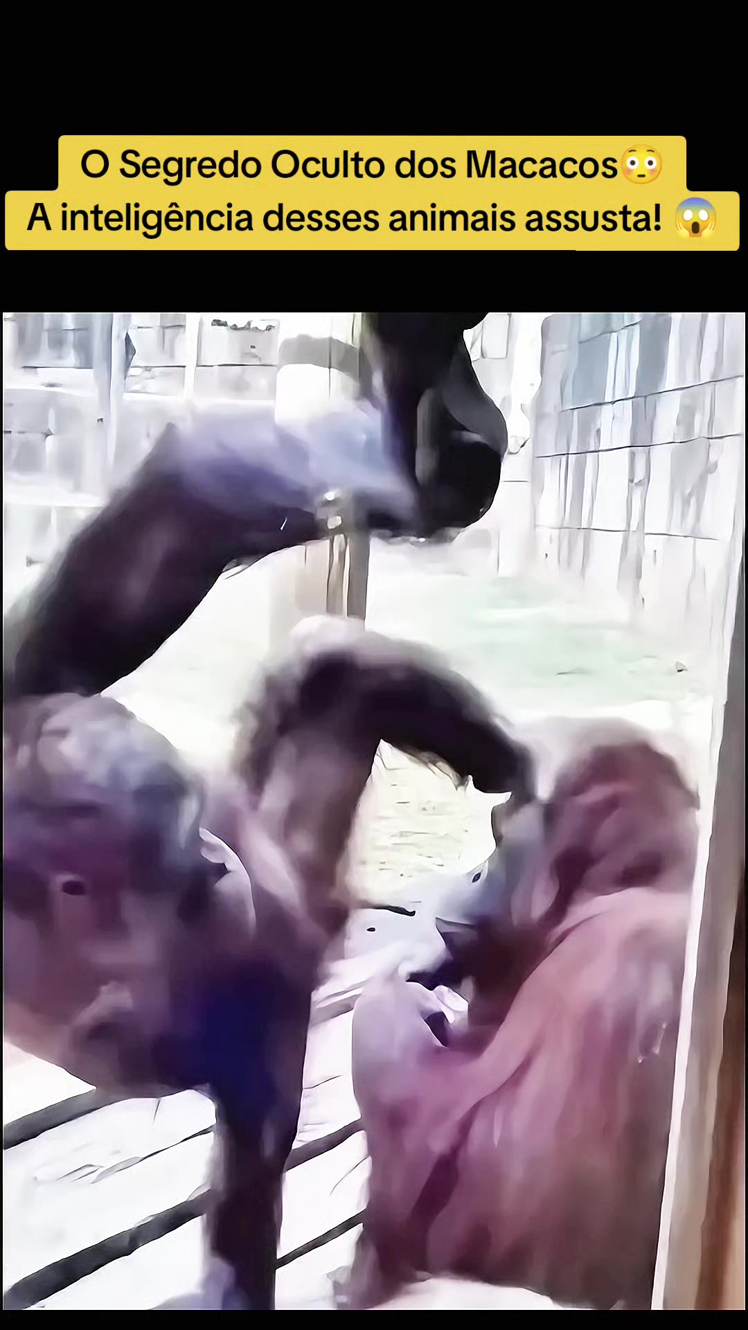 @Vida Animal Animada