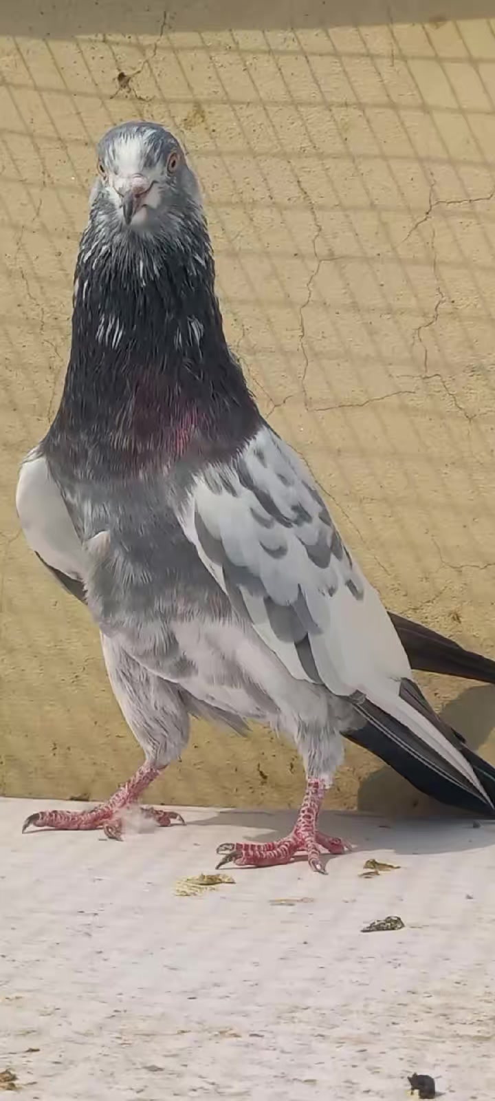 @Ranakasuripigeon