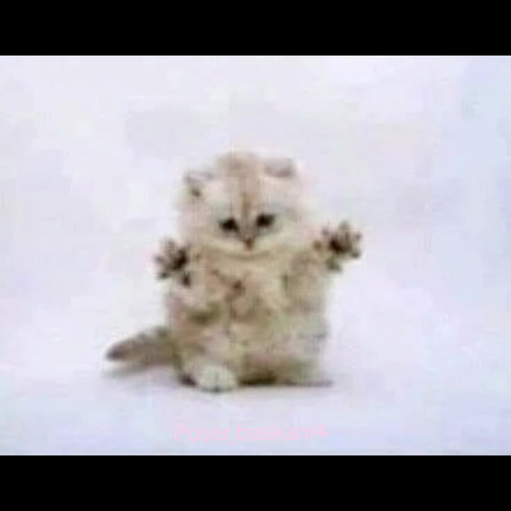 @poser_baskani4