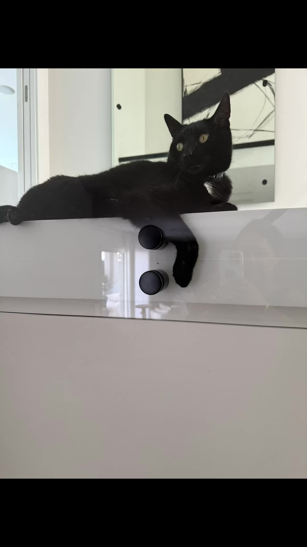 @Oscar Jeremy the cat!