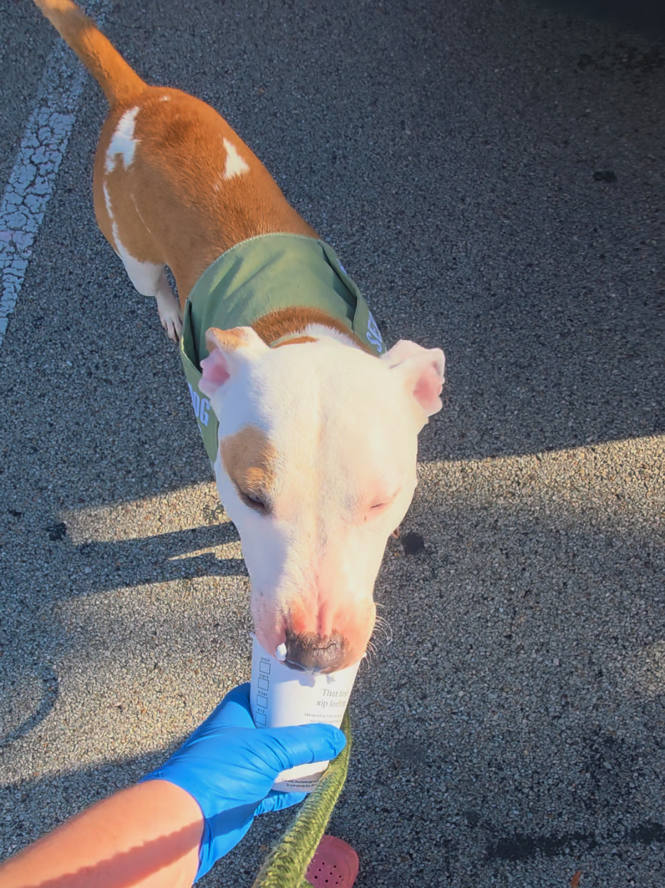 @Canine Wonders Training
