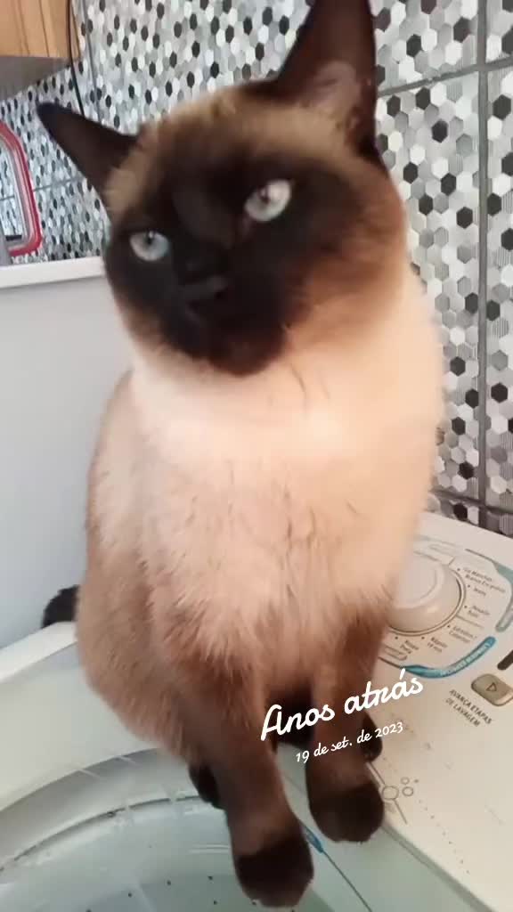 @O GATO ZEZ&Eacute;