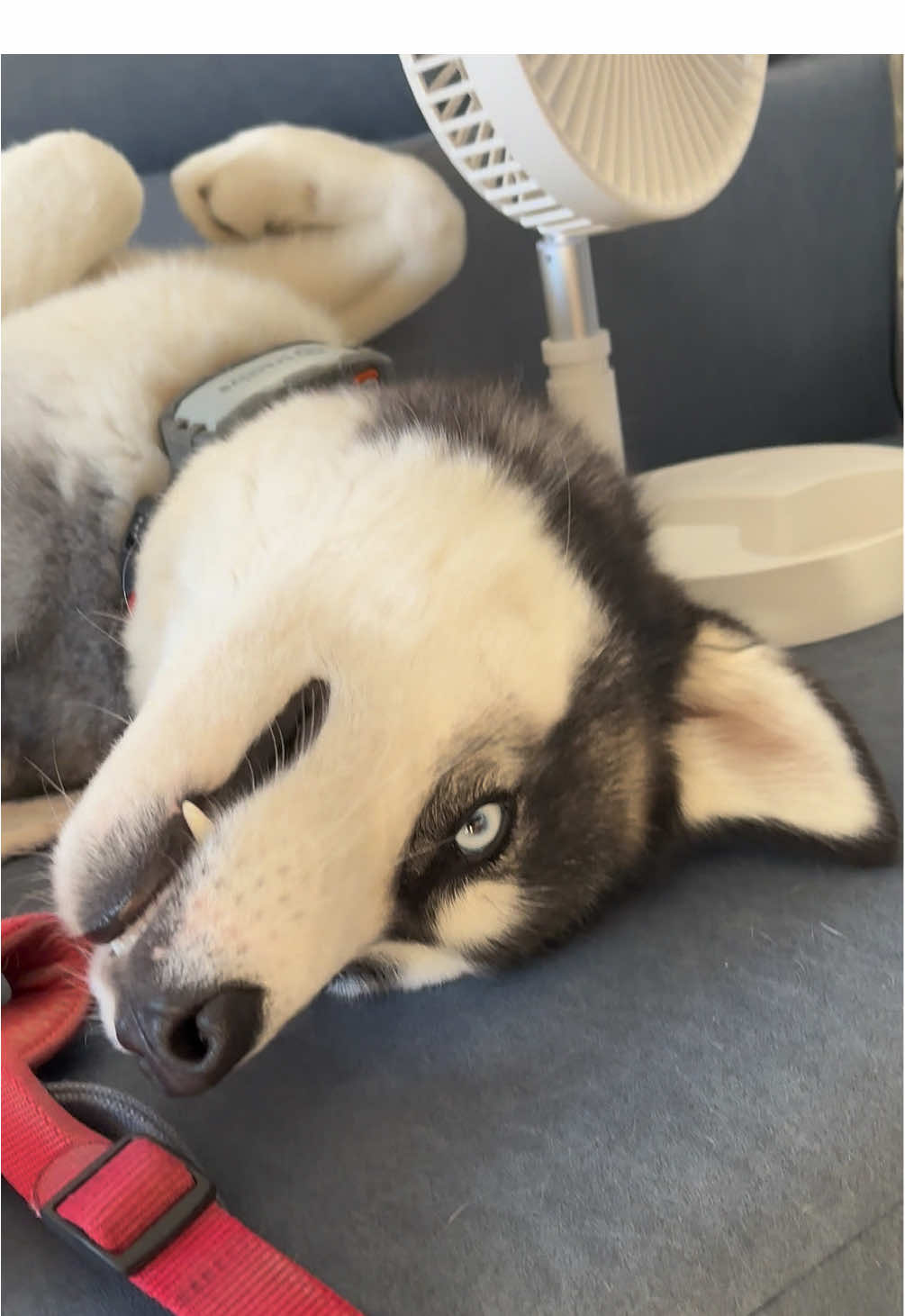 @HuskyShow