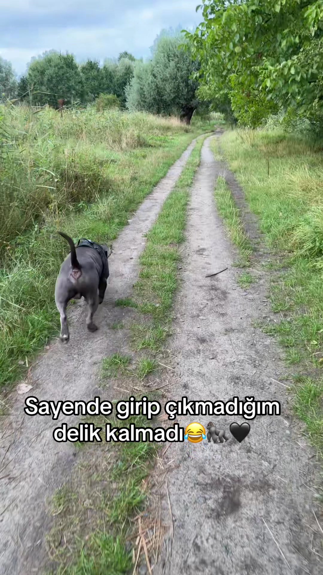 @Tyson&Memoly
