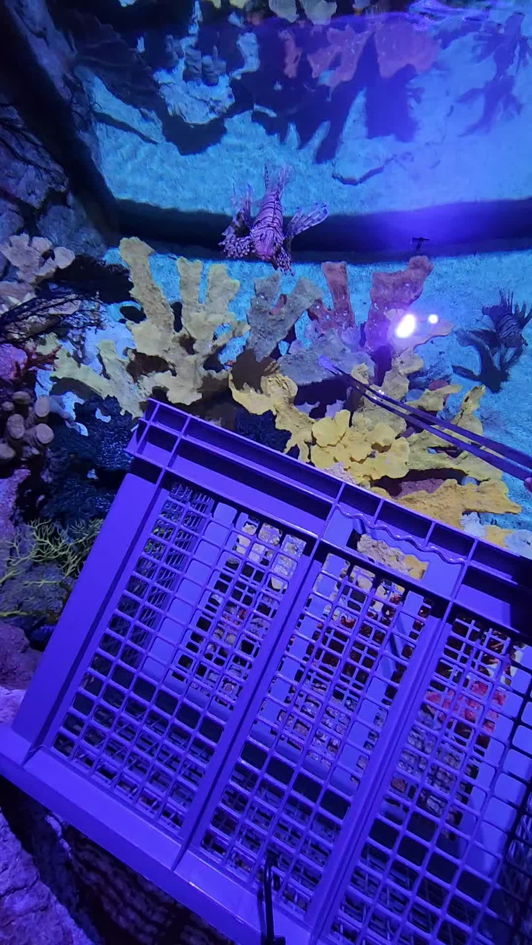 @Cuttle Aquarist