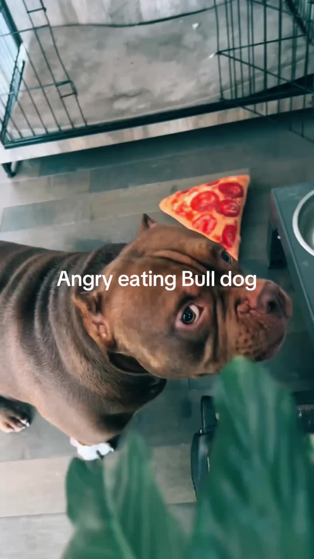 @dogalerthub