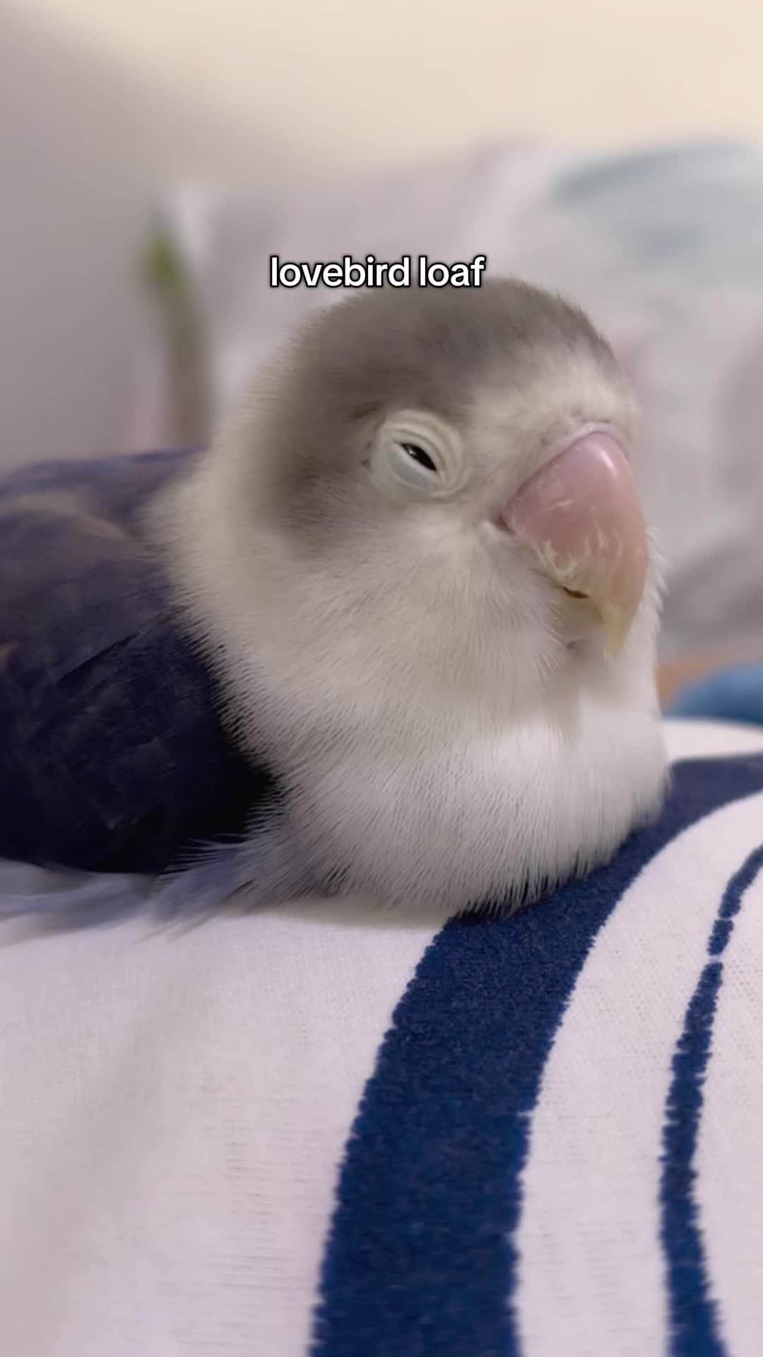 @Birdo and BB