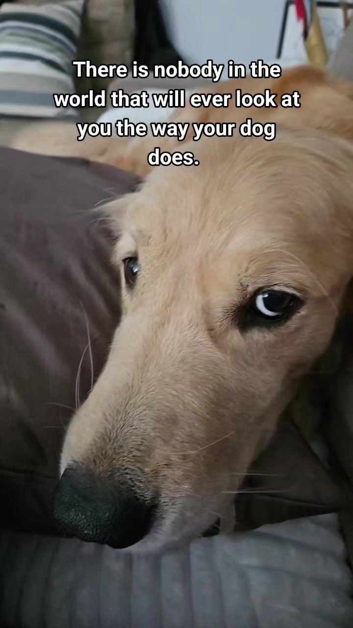 @🐶Griffin