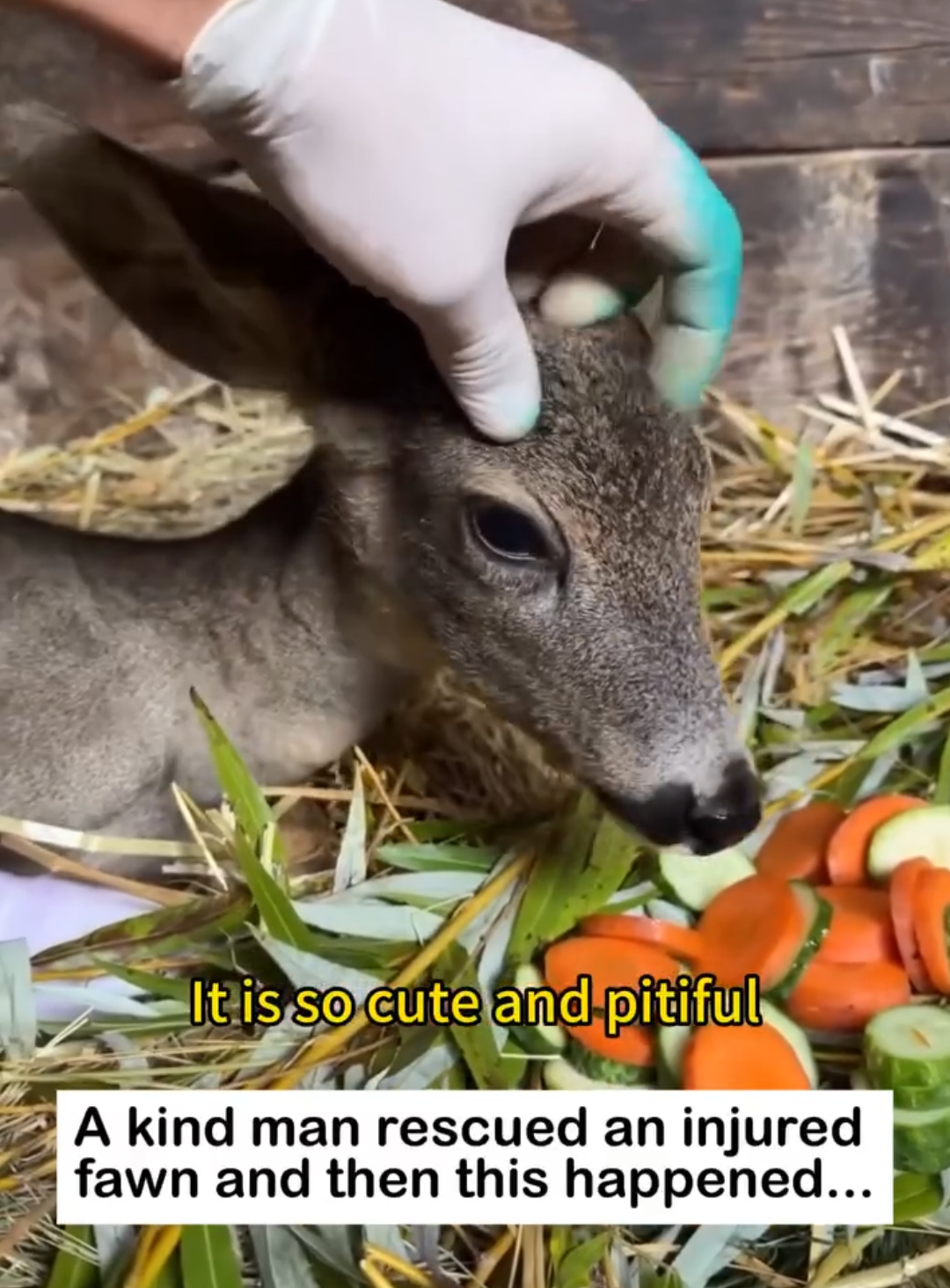 @animalsquad