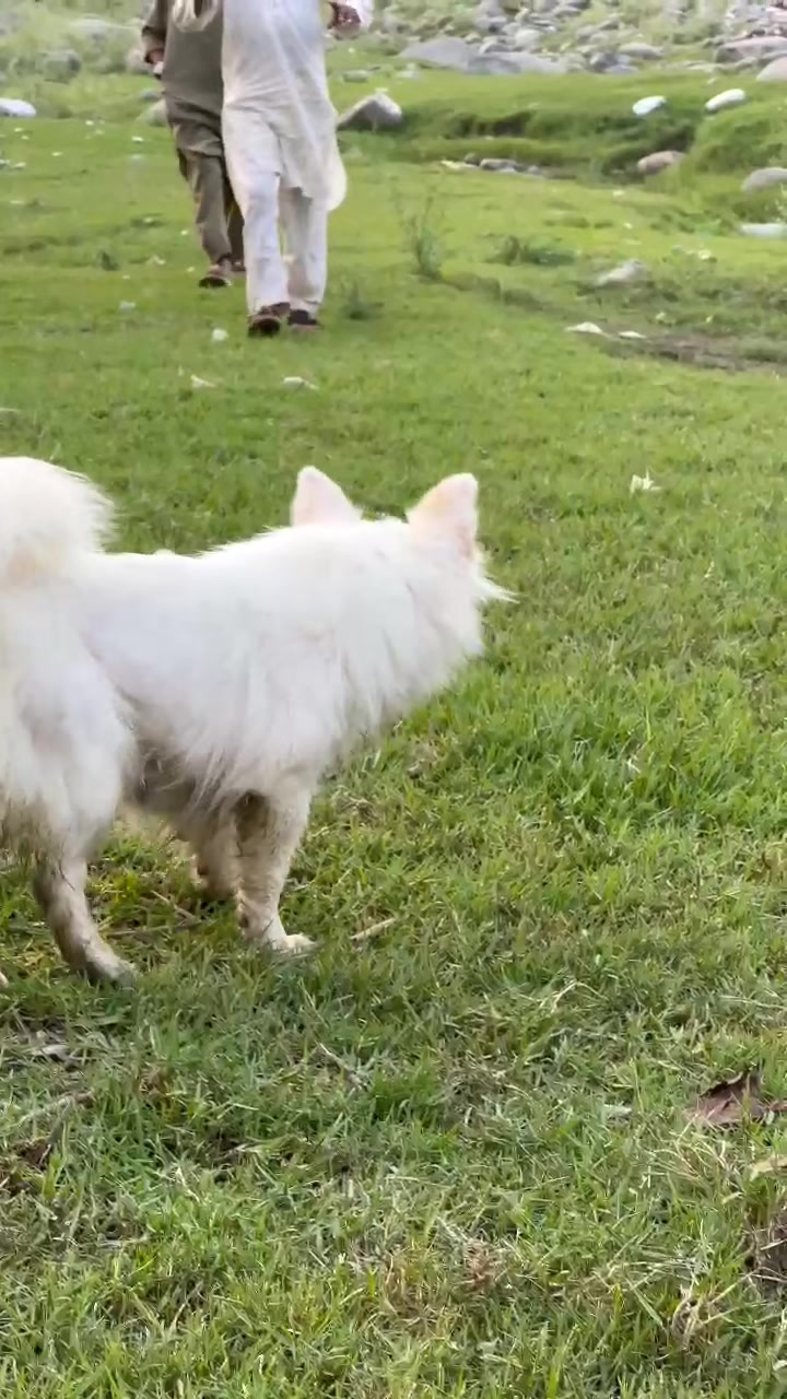 @PETS LOVER 🐕
