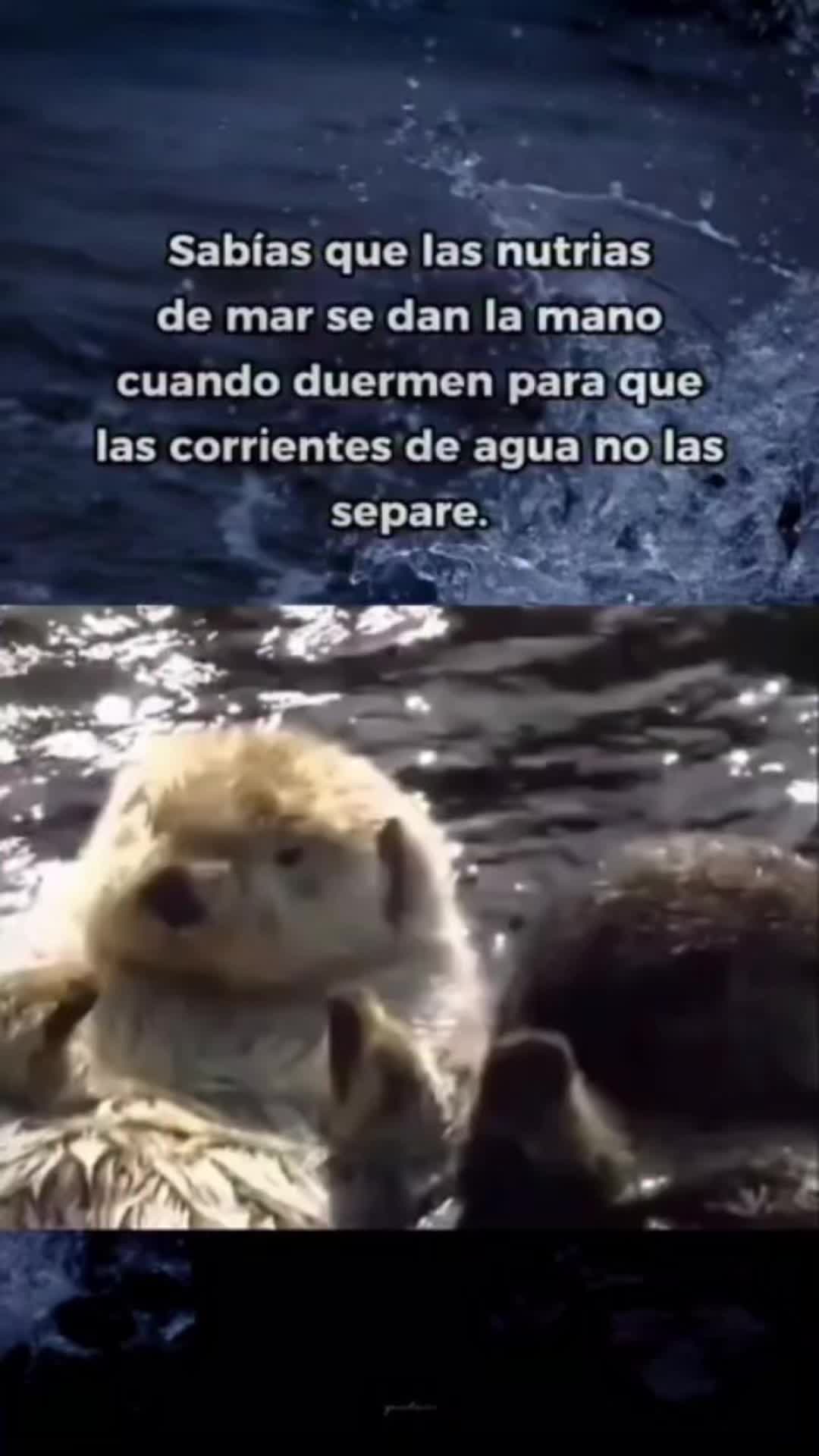 @vanequeenmusic