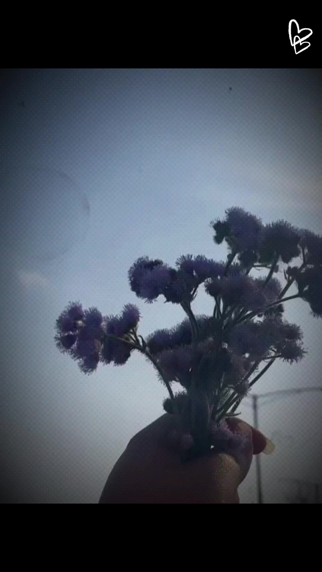 @JaPu••S ᩚ••🌹💫🦚 ᩚ