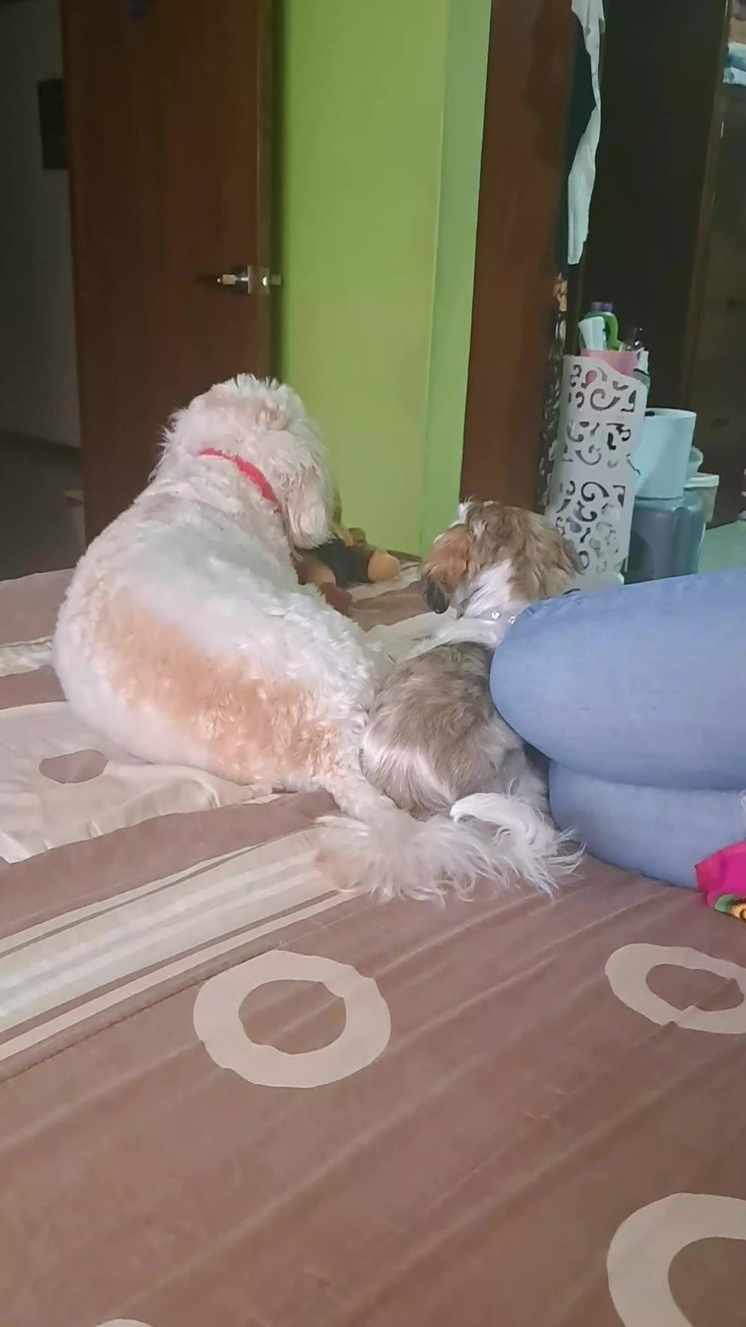 @Harry y Mila Life 🐶🐾
