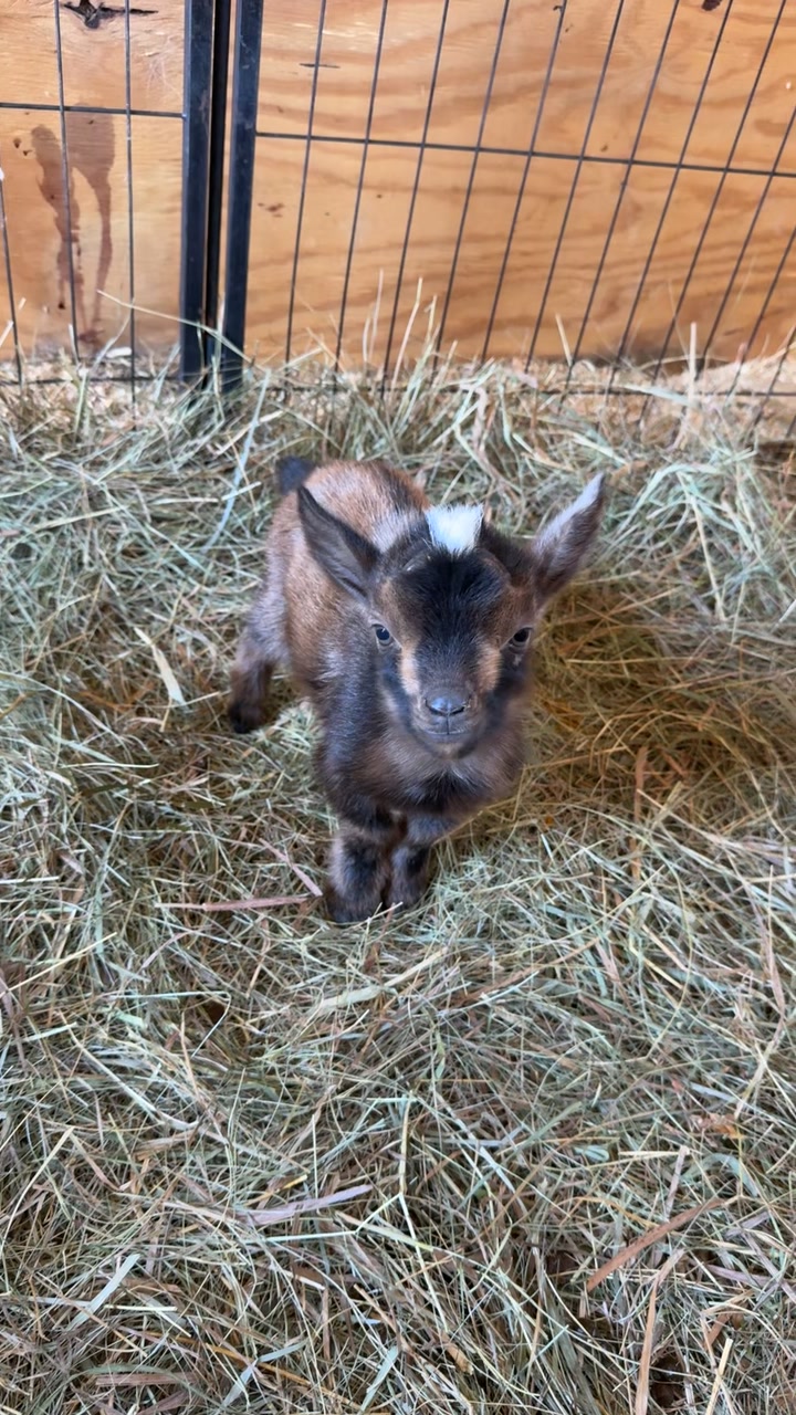 @Wild Pyle Acres
