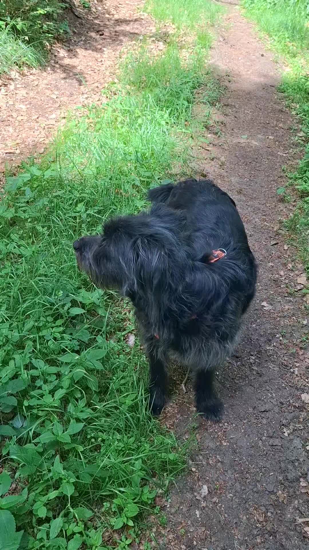 @DOG